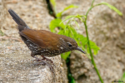 MACUQUIÑO (Lochmias nematura) - Paso Centuriòn - CERRO LARGO (Octubre 2025)